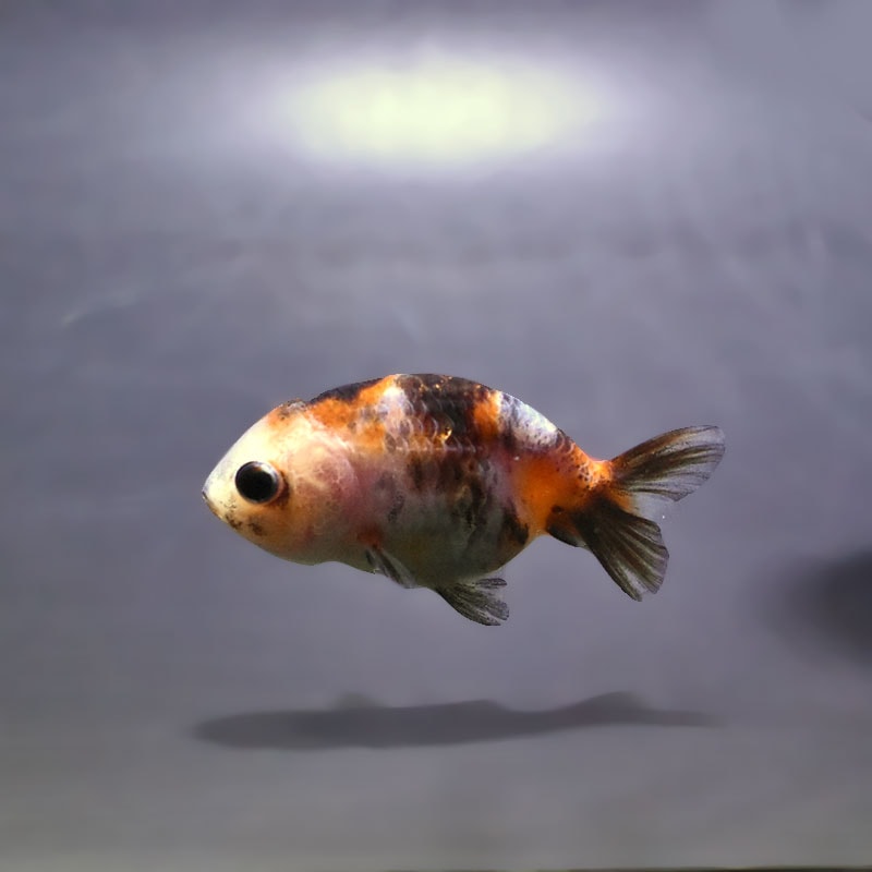 【金魚王子】ベビーらんちゅう 6±1cm前後 (個体番号：xsw811) 金魚 きんぎょ 生体 らんちゅう 厳選個体