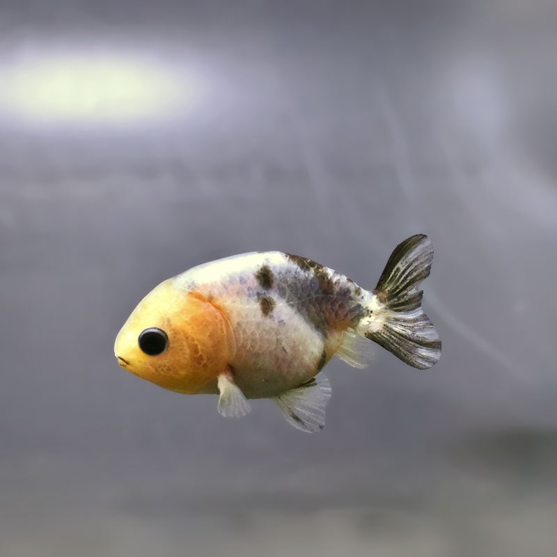 金魚,らんちゅう系,らんちゅう | 金魚の通販は「金魚王子 オンライン