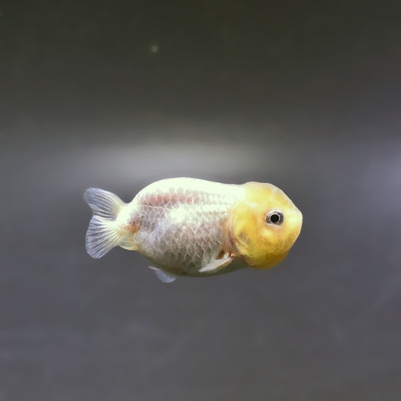 金魚,らんちゅう系 | 金魚の通販は「金魚王子 オンラインストア」金魚