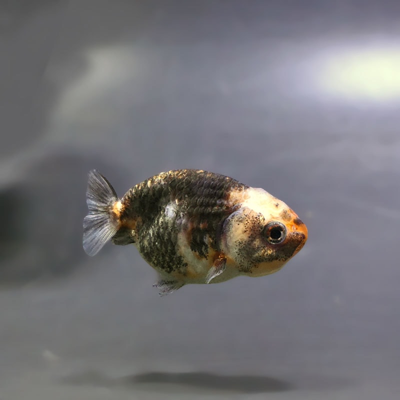 らんちゅう　金魚10〜15匹ほど 金魚,らんちゅう系 | 金魚の通販は「金魚王子 オンラインストア」金魚
