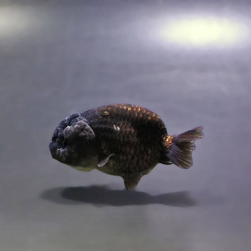 【金魚王子】ベビーらんちゅう 6±1cm前後 (個体番号：xsw815) 金魚 きんぎょ 生体 らんちゅう 厳選個体