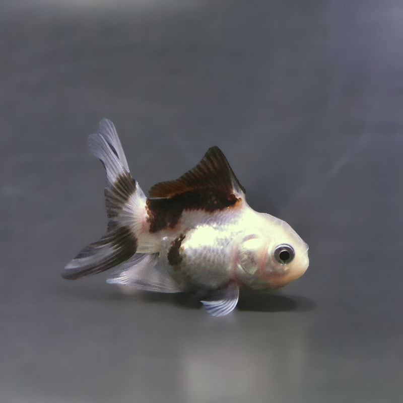 【金魚王子】白黒オランダ  5.5～6cm前後 (個体番号：xsw821) 金魚 きんぎょ 生体 オランダ獅子頭 厳選個体