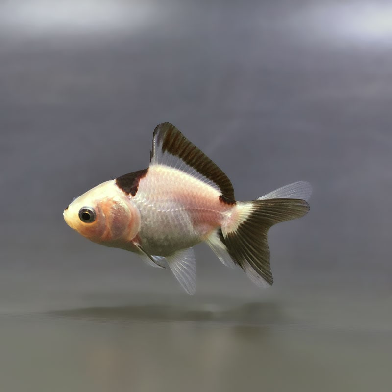 金魚,オランダ系 | 金魚の通販は「金魚王子 オンラインストア」金魚
