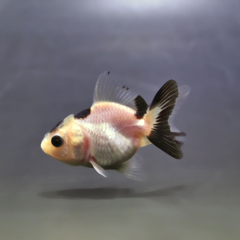 【金魚王子】白黒オランダ  5.5～6cm前後 (個体番号：xsw823) 金魚 きんぎょ 生体 オランダ獅子頭 厳選個体