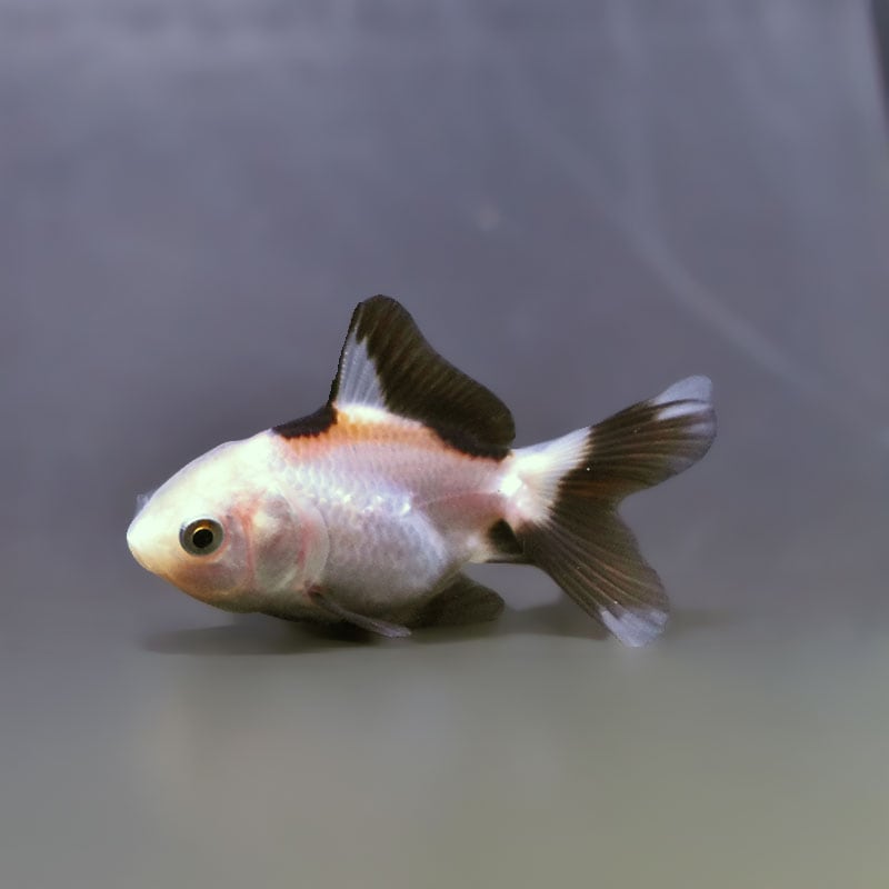 【金魚王子】白黒オランダ  5.5～6cm前後 (個体番号：xsw824) 金魚 きんぎょ 生体 オランダ獅子頭 厳選個体