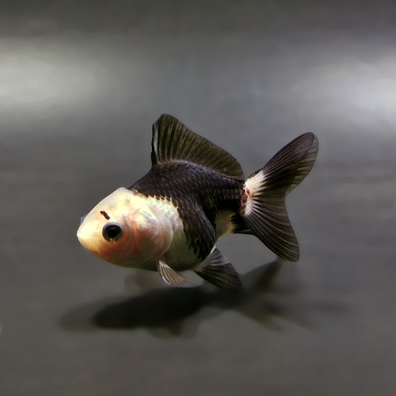 金魚,オランダ系 | 金魚の通販は「金魚王子 オンラインストア」金魚