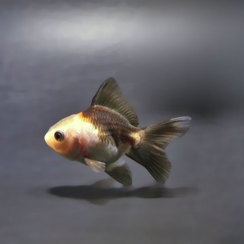 【金魚王子】白黒オランダ  5.5～6cm前後 (個体番号：xsw826) 金魚 きんぎょ 生体 オランダ獅子頭 厳選個体