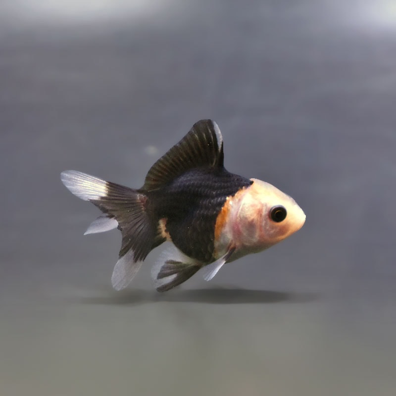 【金魚王子】白黒オランダ  5.5～6cm前後 (個体番号：xsw827) 金魚 きんぎょ 生体 オランダ獅子頭 厳選個体