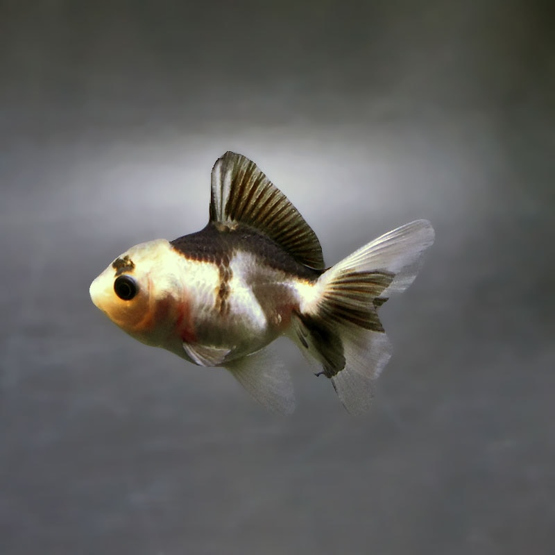 金魚,オランダ系 | 金魚の通販は「金魚王子 オンラインストア」金魚