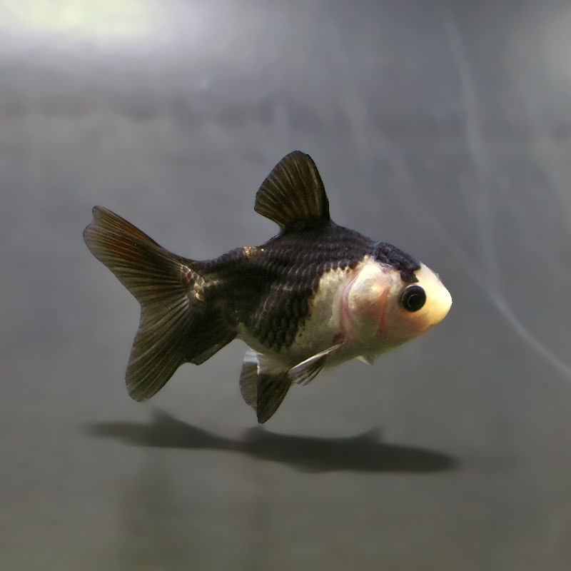 金魚,オランダ系 | 金魚の通販は「金魚王子 オンラインストア」金魚