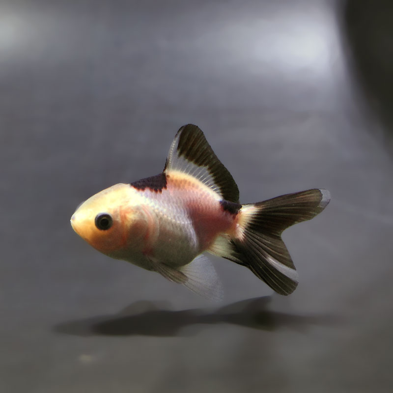 金魚,オランダ系 | 金魚の通販は「金魚王子 オンラインストア」金魚