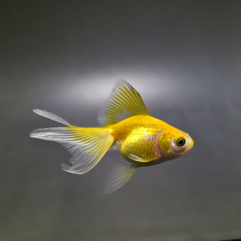 【金魚王子】黄金琉金 6～6.5cm前後 (個体番号：xsw831) 金魚 きんぎょ 生体 琉金 厳選個体