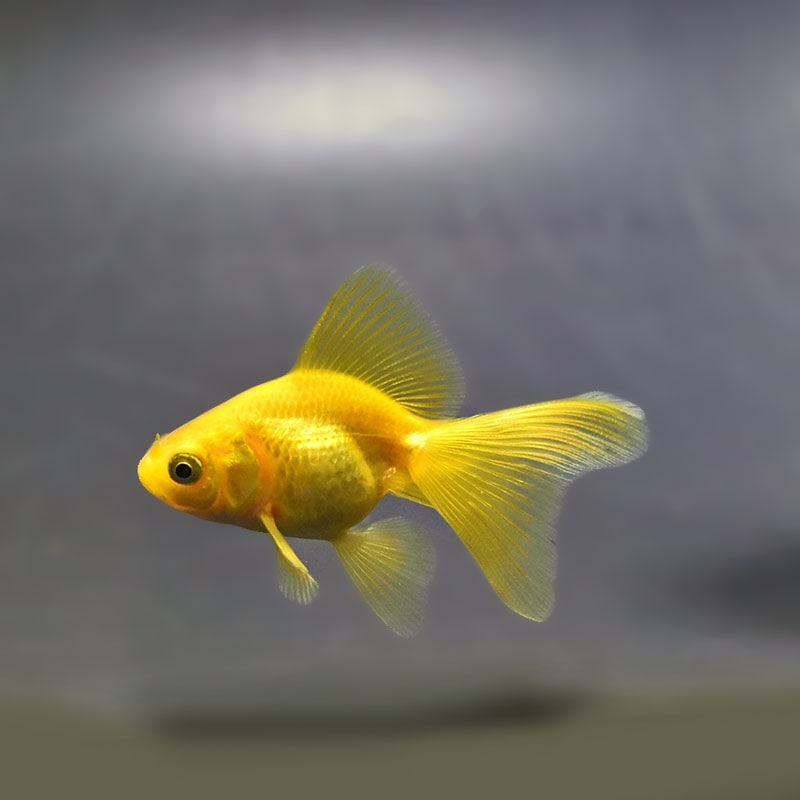 【金魚王子】黄金琉金 6～6.5cm前後 (個体番号：xsw832) 金魚 きんぎょ 生体 琉金 厳選個体