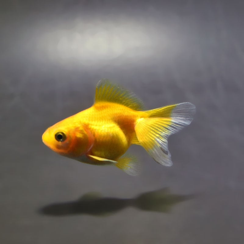 【金魚王子】黄金琉金 6～6.5cm前後 (個体番号：xsw833) 金魚 きんぎょ 生体 琉金 厳選個体