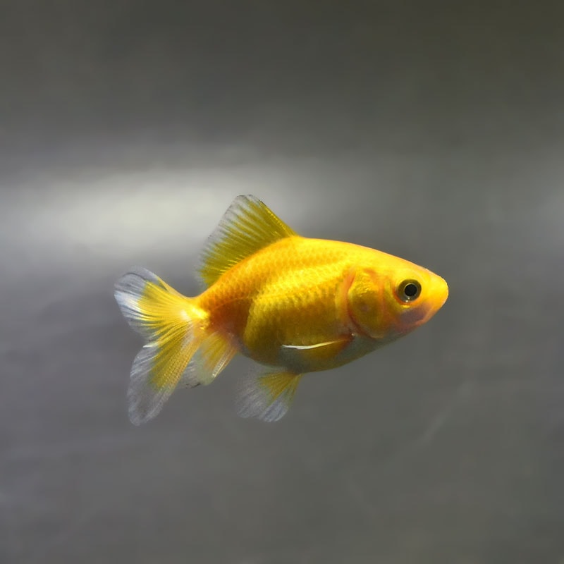 【金魚王子】黄金琉金 6～6.5cm前後 (個体番号：xsw834) 金魚 きんぎょ 生体 琉金 厳選個体
