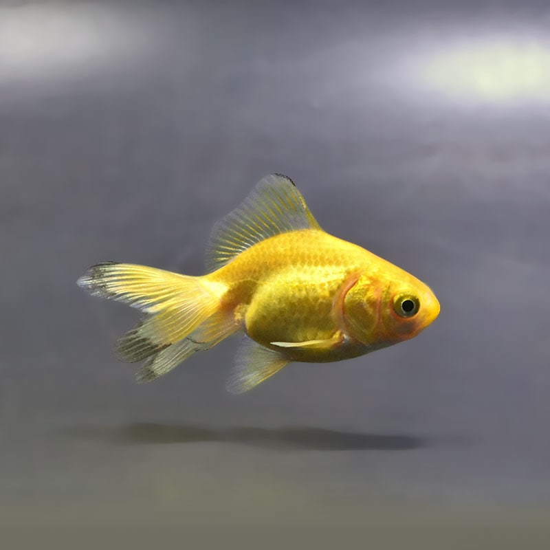 【金魚王子】黄金琉金 6～6.5cm前後 (個体番号：xsw835) 金魚 きんぎょ 生体 琉金 厳選個体