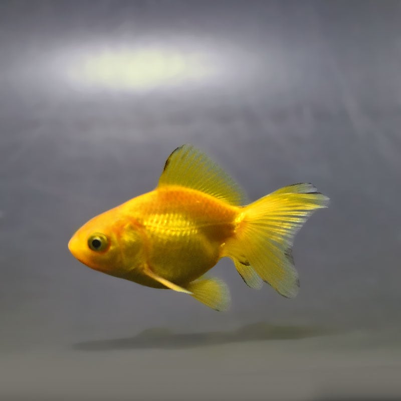 【金魚王子】黄金琉金 6～6.5cm前後 (個体番号：xsw836) 金魚 きんぎょ 生体 琉金 厳選個体