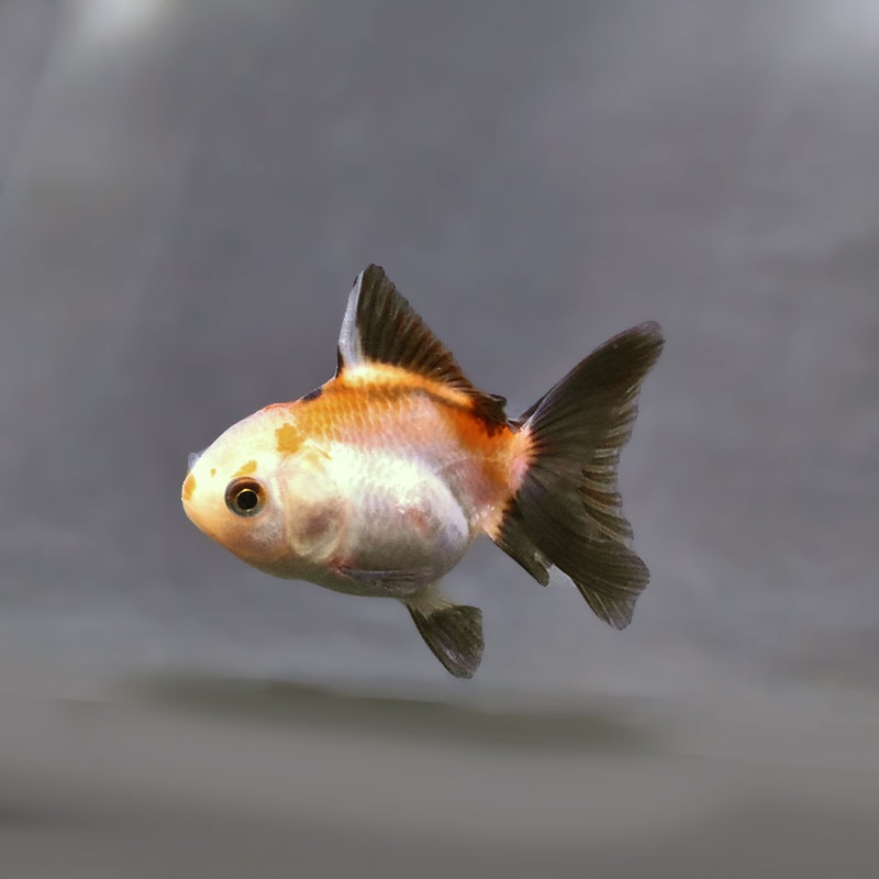 すべての商品 | 金魚の通販は「金魚王子 オンラインストア」金魚専門店