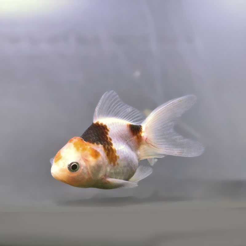 金魚の通販は「金魚王子 オンラインストア」金魚専門店 販売 | 商品一覧