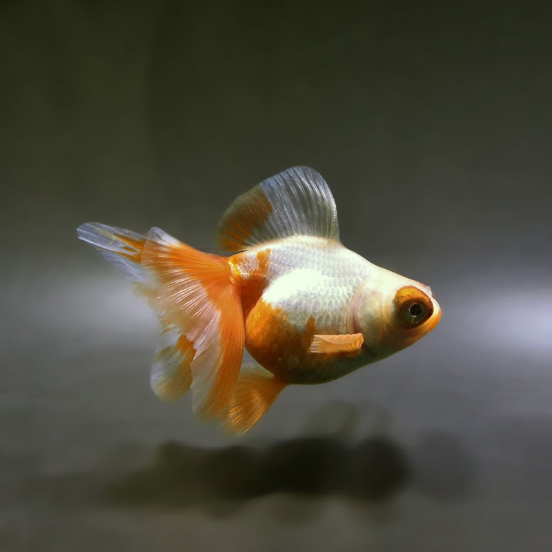 【金魚王子】更紗蝶尾 9±1cm前後 (個体番号：xsw851) 金魚 きんぎょ 生体 蝶尾 厳選個体