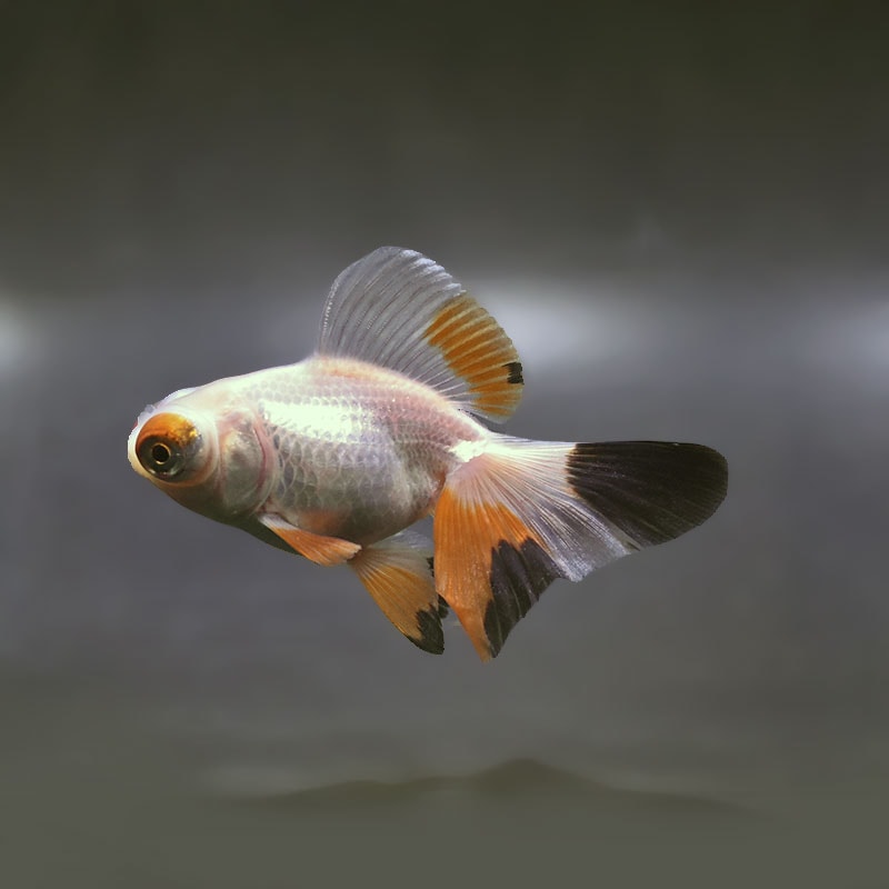 【金魚王子】変わり柄蝶尾 9±1cm前後 (個体番号：xsw852) 金魚 きんぎょ 生体 蝶尾 厳選個体