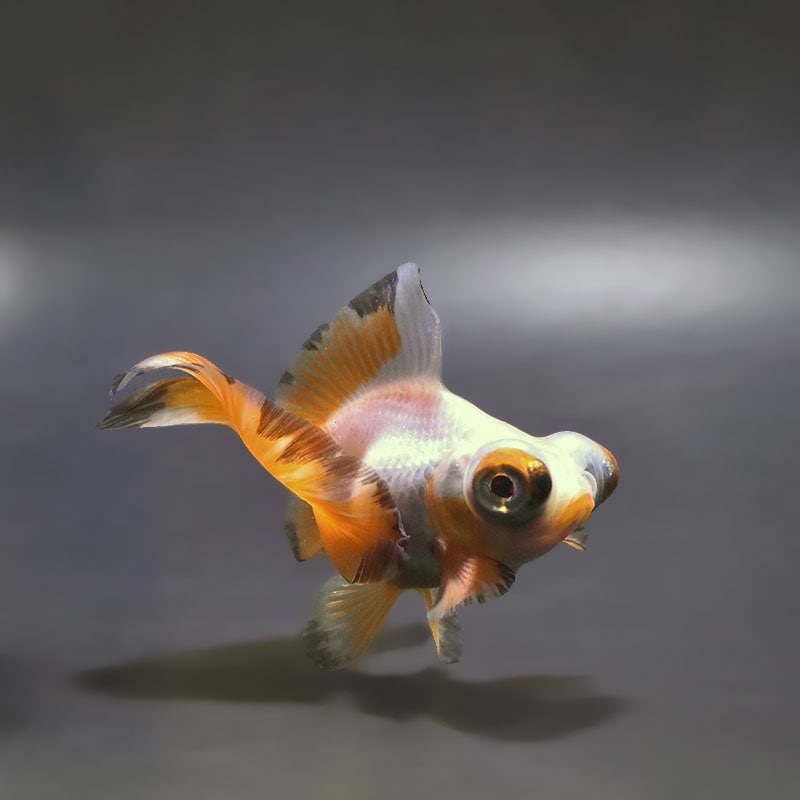 【金魚王子】変わり柄蝶尾 9±1cm前後 (個体番号：xsw853) 金魚 きんぎょ 生体 蝶尾 厳選個体