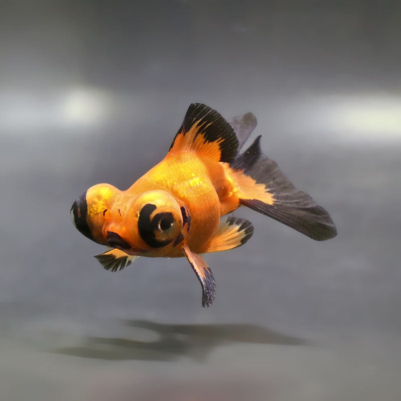 すべての商品 | 金魚の通販は「金魚王子 オンラインストア」金魚専門店