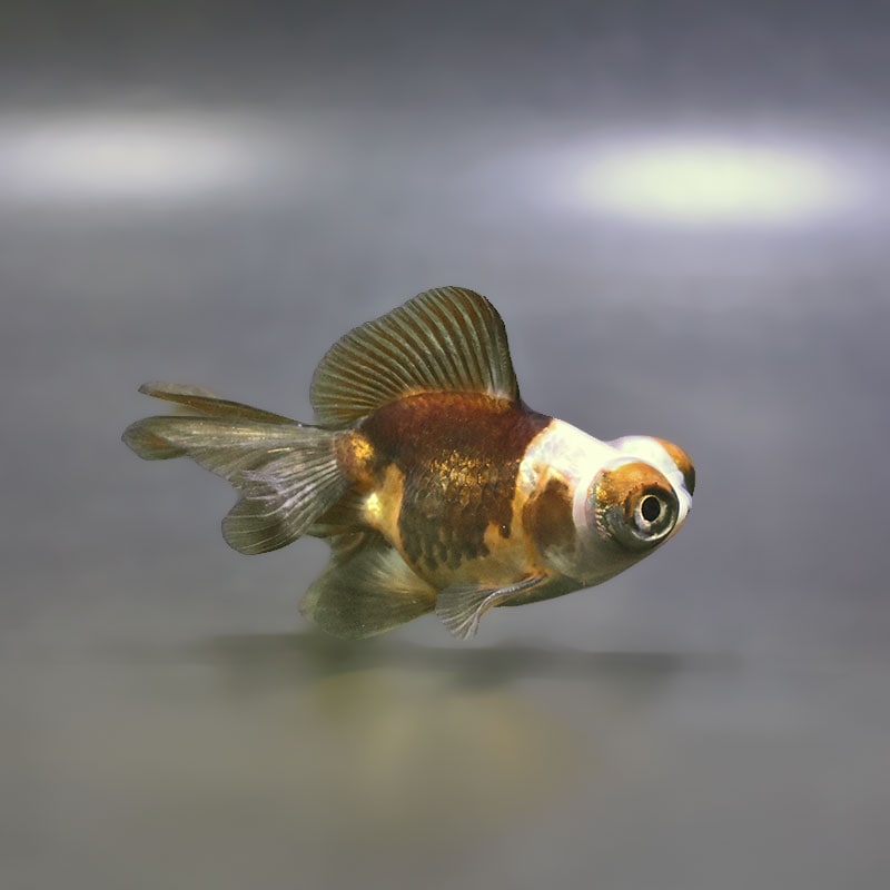 【金魚王子】変わり柄蝶尾 9±1cm前後 (個体番号：xsw855) 金魚 きんぎょ 生体 蝶尾 厳選個体