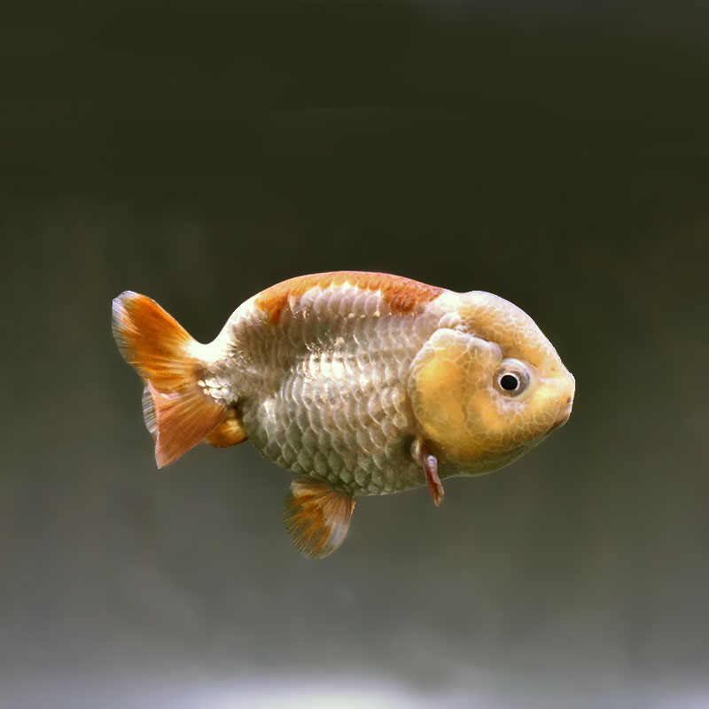 金魚,らんちゅう系,らんちゅう | 金魚の通販は「金魚王子 オンライン