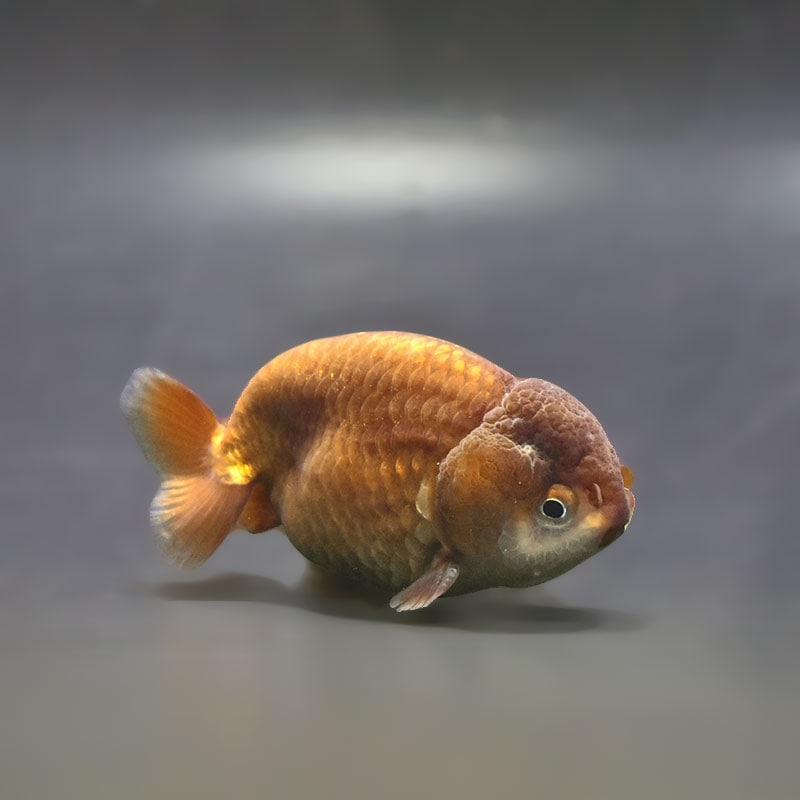 【金魚王子】メノウらんちゅう 7~8cm前後 (個体番号:xsw863) 金魚 きんぎょ 生体 らんちゅう 厳選個体