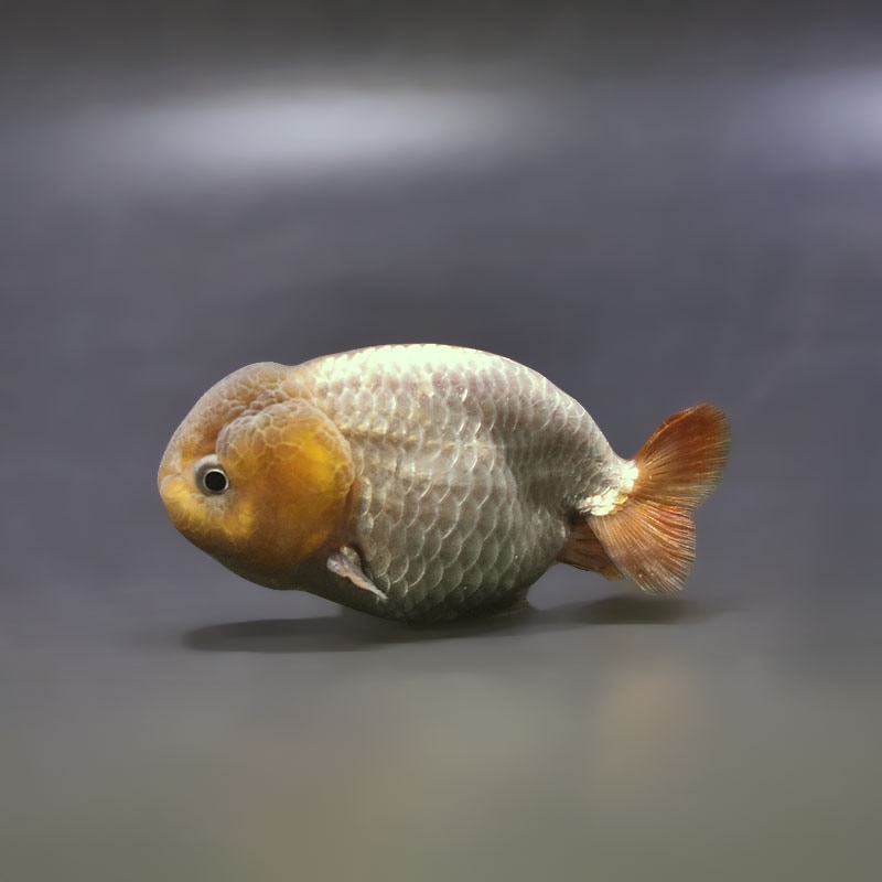 金魚王子】メノウらんちゅう 7～8cm前後 (個体番号：xsw864) 金魚