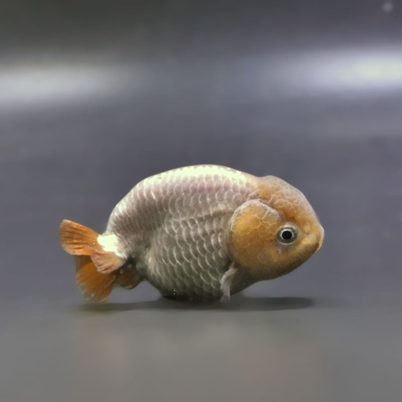 メノウの金魚の置物 金魚王子】メノウらんちゅう 7～8cm前後 (個体番号：xsw865) 金魚