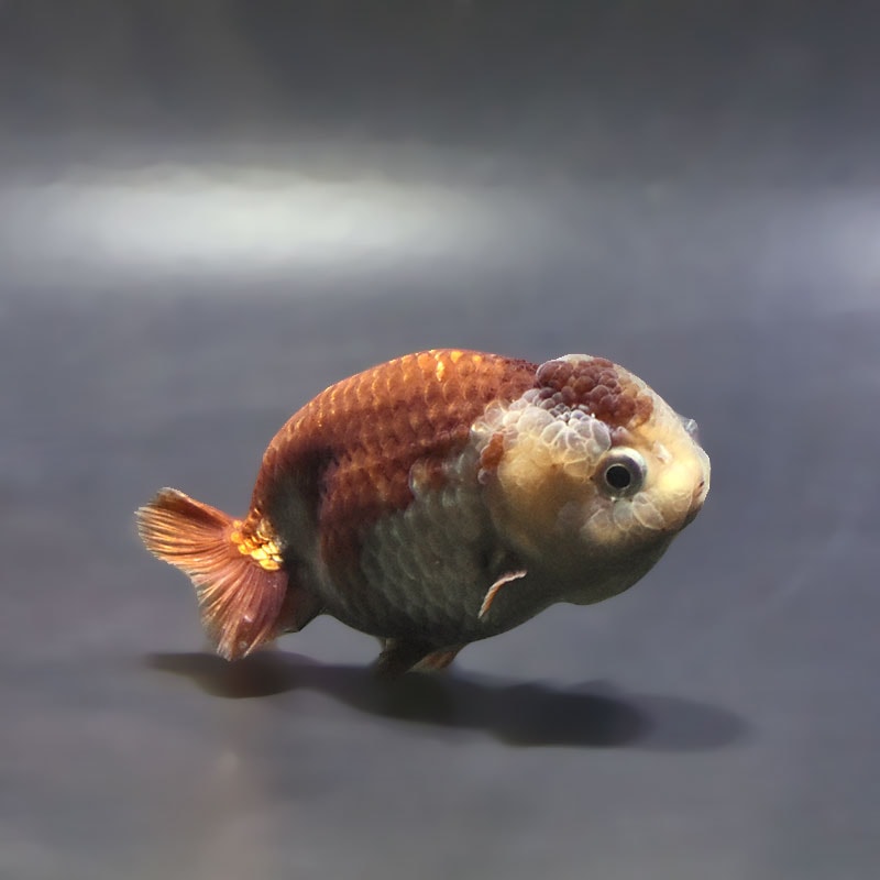 【金魚王子】メノウらんちゅう 7~8cm前後 (個体番号:xsw866) 金魚 きんぎょ 生体 らんちゅう 厳選個体