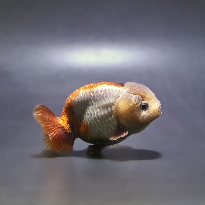 金魚,らんちゅう系 | 金魚の通販は「金魚王子 オンラインストア」金魚