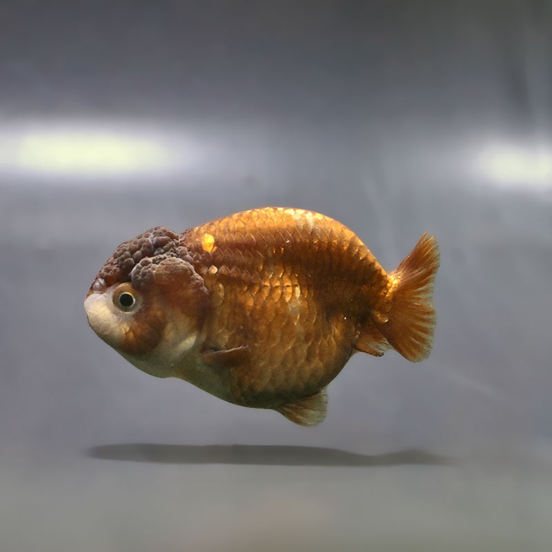 【114】金魚のピアス／ランチュウ／オーバル ガーグル | online gargle - ：gargle（ガーグル） ピアス 泳ぐ金魚 ピアス