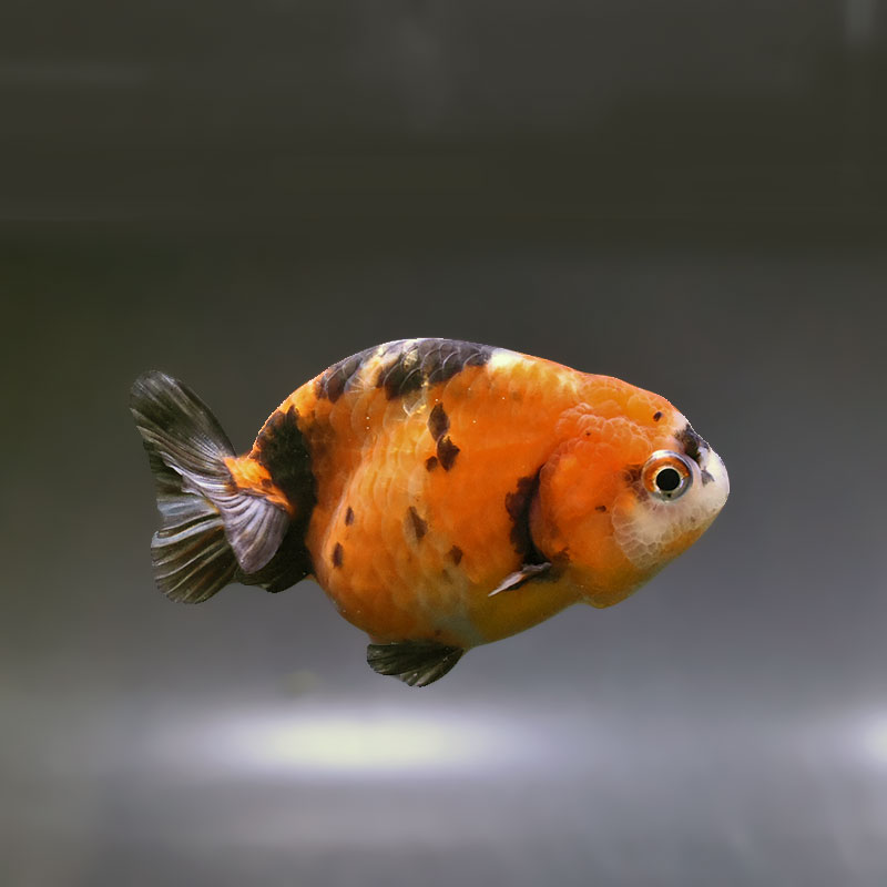【金魚王子】江戸錦 9cm前後 (個体番号:xsw872) 金魚 きんぎょ 生体 らんちゅう 厳選個体