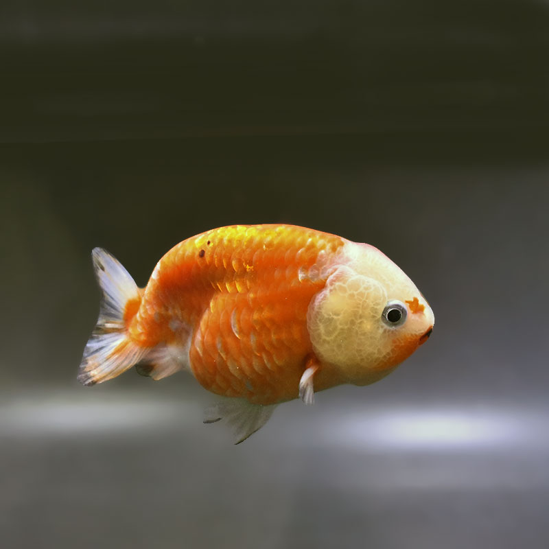 金魚,らんちゅう系,らんちゅう | 金魚の通販は「金魚王子 オンライン