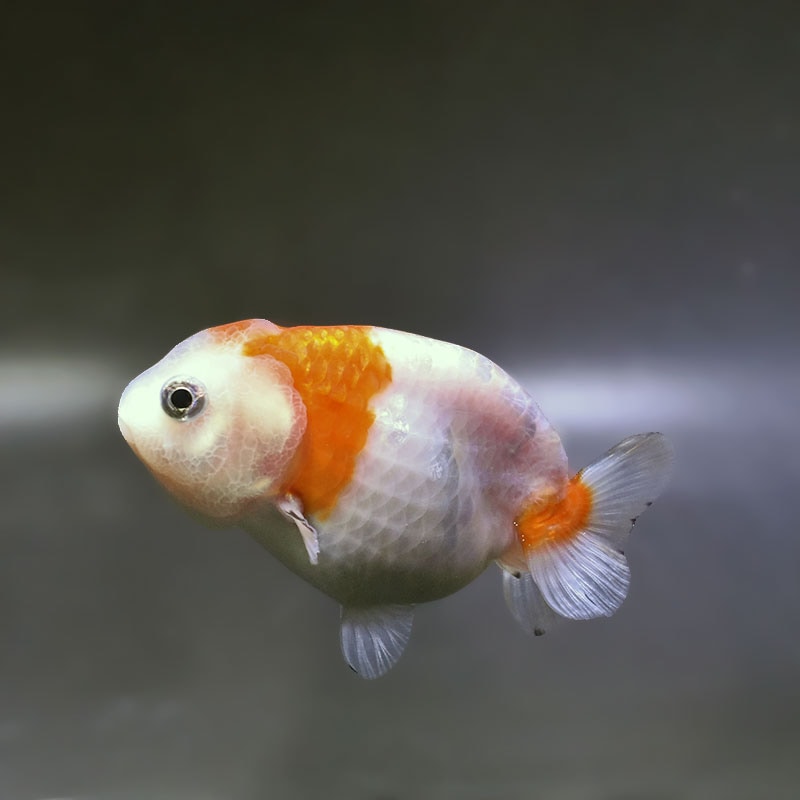 金魚,らんちゅう系 | 金魚の通販は「金魚王子 オンラインストア」金魚