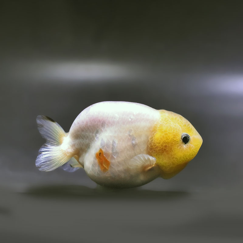 金魚,らんちゅう系 | 金魚の通販は「金魚王子 オンラインストア」金魚