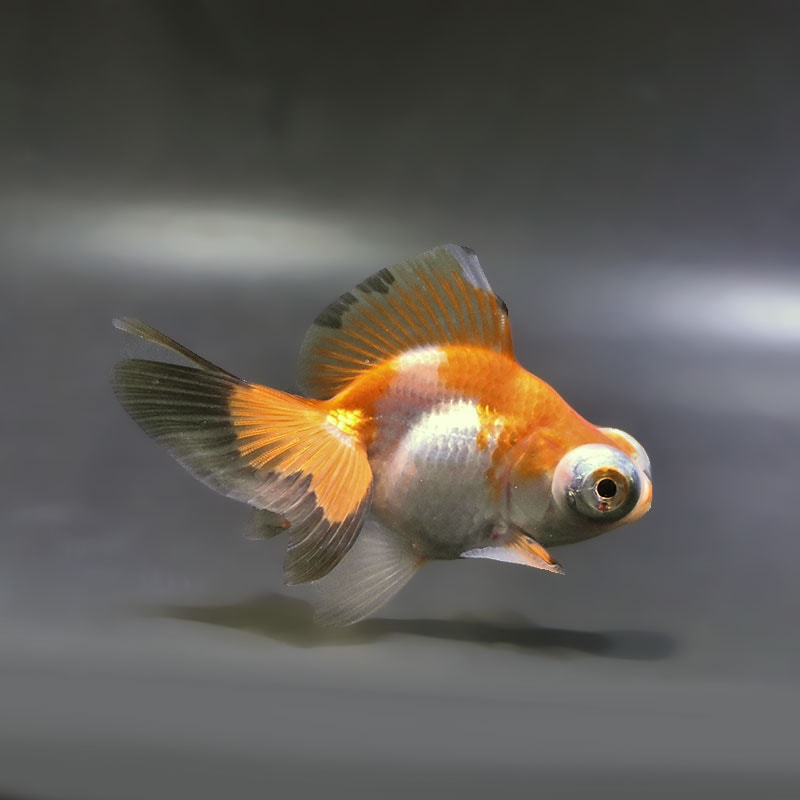 【金魚王子】三色蝶尾 9±1cm前後 (個体番号：xsw881) 金魚 きんぎょ 生体 蝶尾 厳選個体