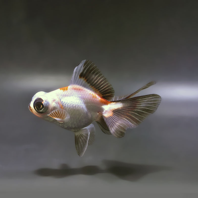 【金魚王子】三色蝶尾 9±1cm前後 (個体番号：xsw883) 金魚 きんぎょ 生体 蝶尾 厳選個体