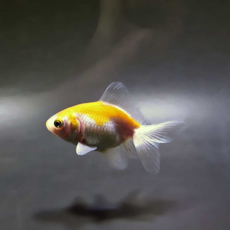 【金魚王子】変わり柄琉金 6±1cm前後 (個体番号：xsw891) 金魚 きんぎょ 生体 琉金 厳選個体