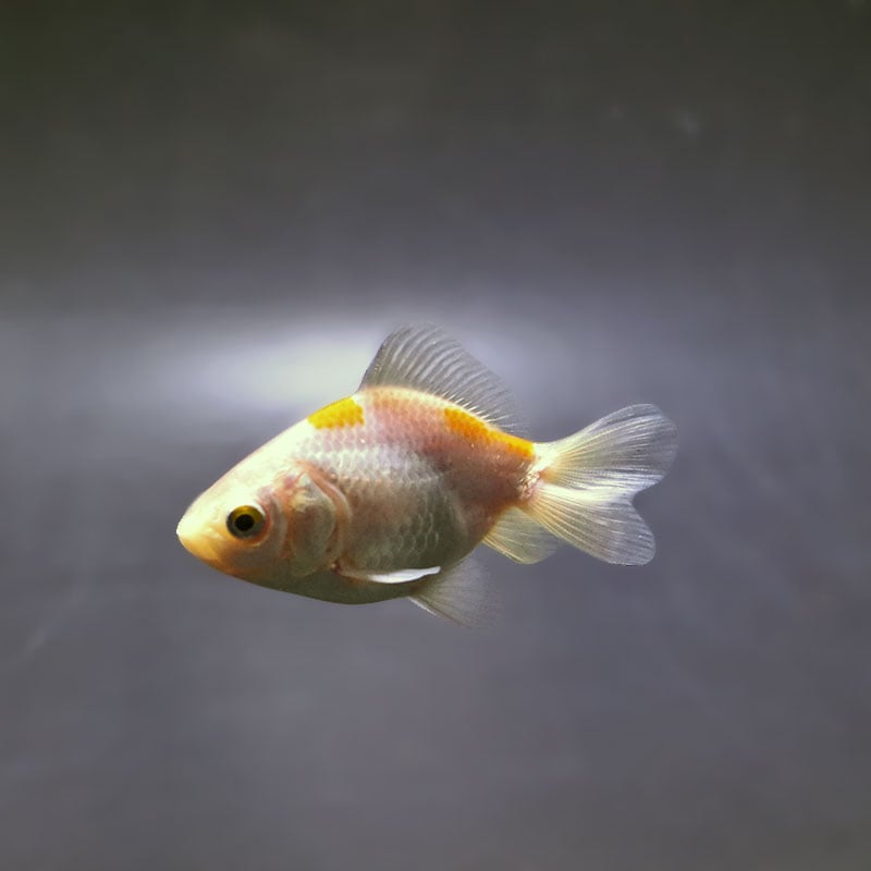 【金魚王子】変わり柄琉金 6±1cm前後 (個体番号：xsw892) 金魚 きんぎょ 生体 琉金 厳選個体