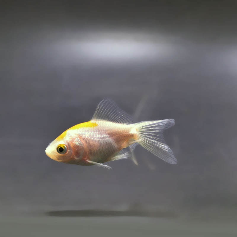 【金魚王子】変わり柄琉金 6±1cm前後 (個体番号：xsw893) 金魚 きんぎょ 生体 琉金 厳選個体