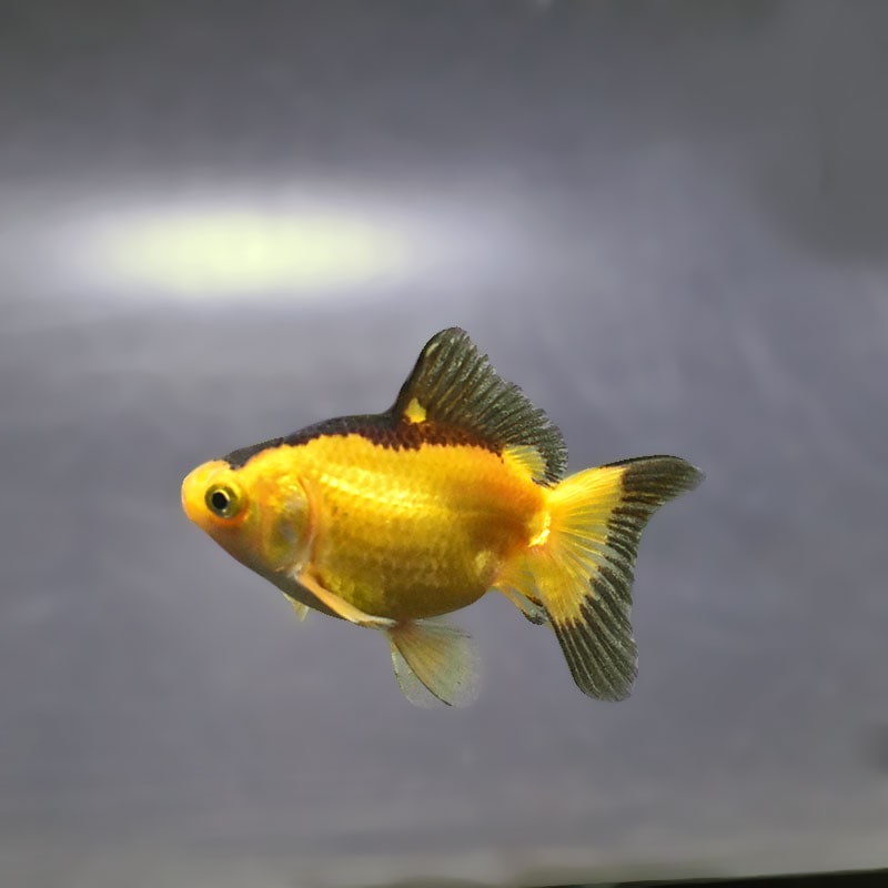 【金魚王子】変わり柄琉金 6±1cm前後 (個体番号：xsw894) 金魚 きんぎょ 生体 琉金 厳選個体