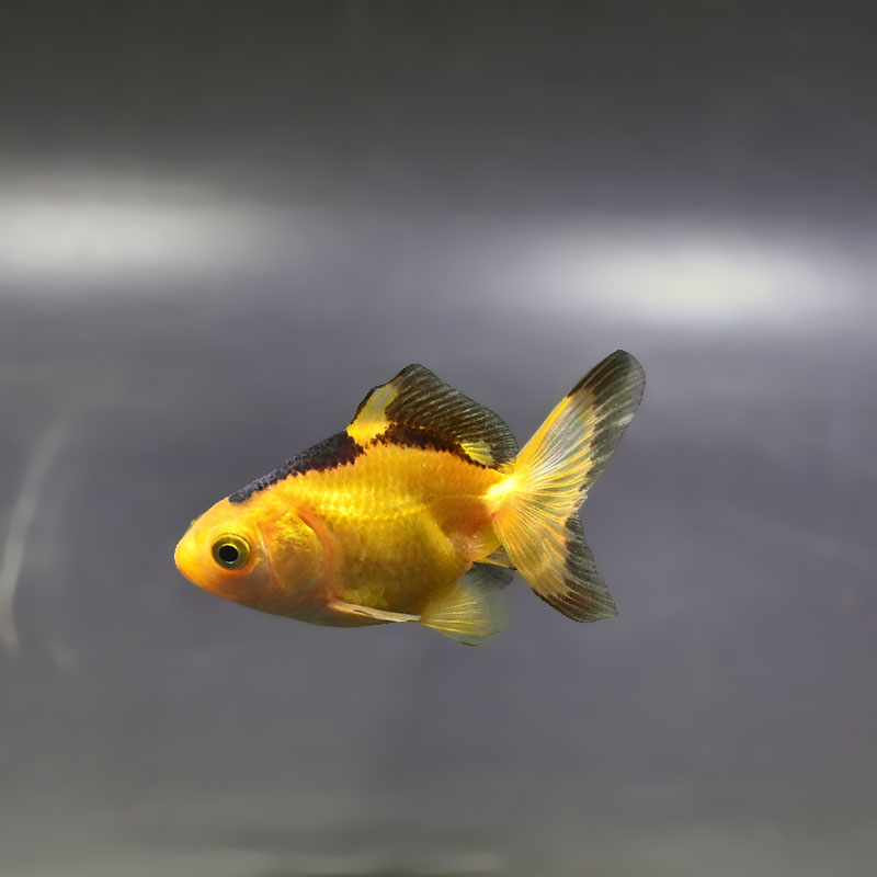 【金魚王子】変わり柄琉金 6±1cm前後 (個体番号：xsw895) 金魚 きんぎょ 生体 琉金 厳選個体