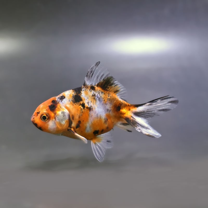 金魚の通販は「金魚王子 オンラインストア」金魚専門店 販売 | 商品一覧