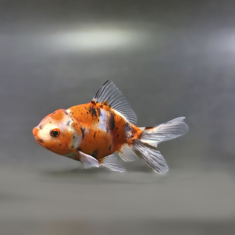 すべての商品 | 金魚の通販は「金魚王子 オンラインストア」金魚専門店