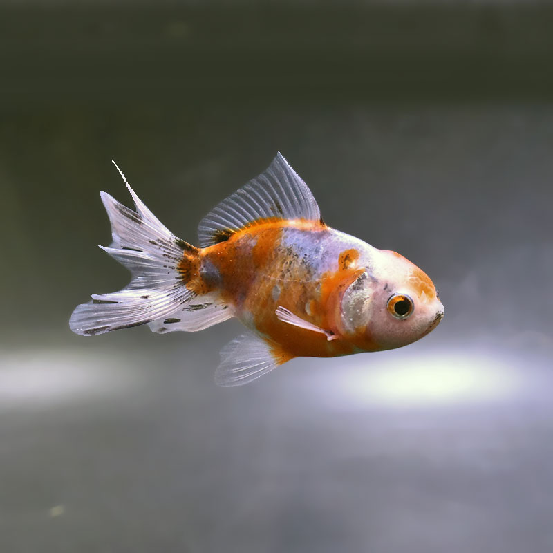 金魚の通販は「金魚王子 オンラインストア」金魚専門店 販売 | 商品一覧