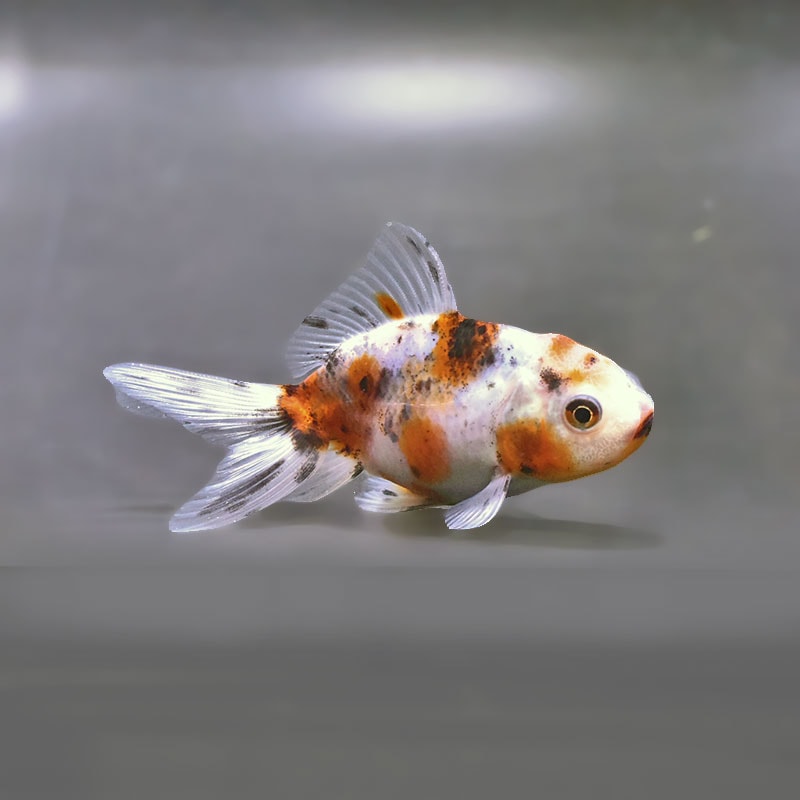 金魚,オランダ系 | 金魚の通販は「金魚王子 オンラインストア」金魚
